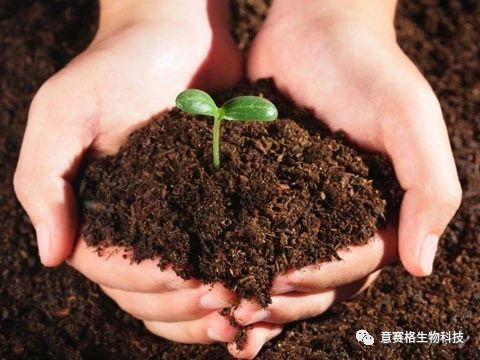 碳肥就是有机肥料,什么样的碳肥才是好的碳肥